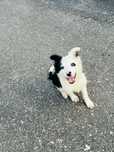 Border collie Femea