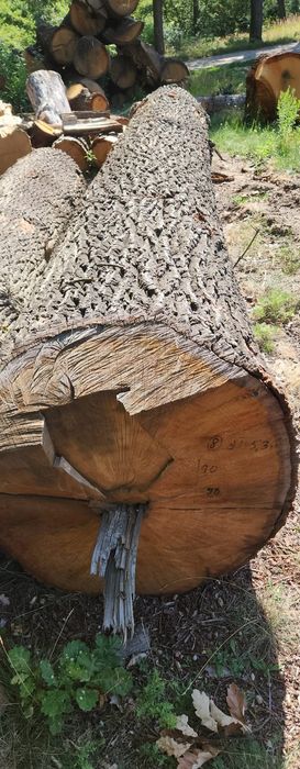 Dąb kłoda tartak kloc drewno drzewo tartaczka