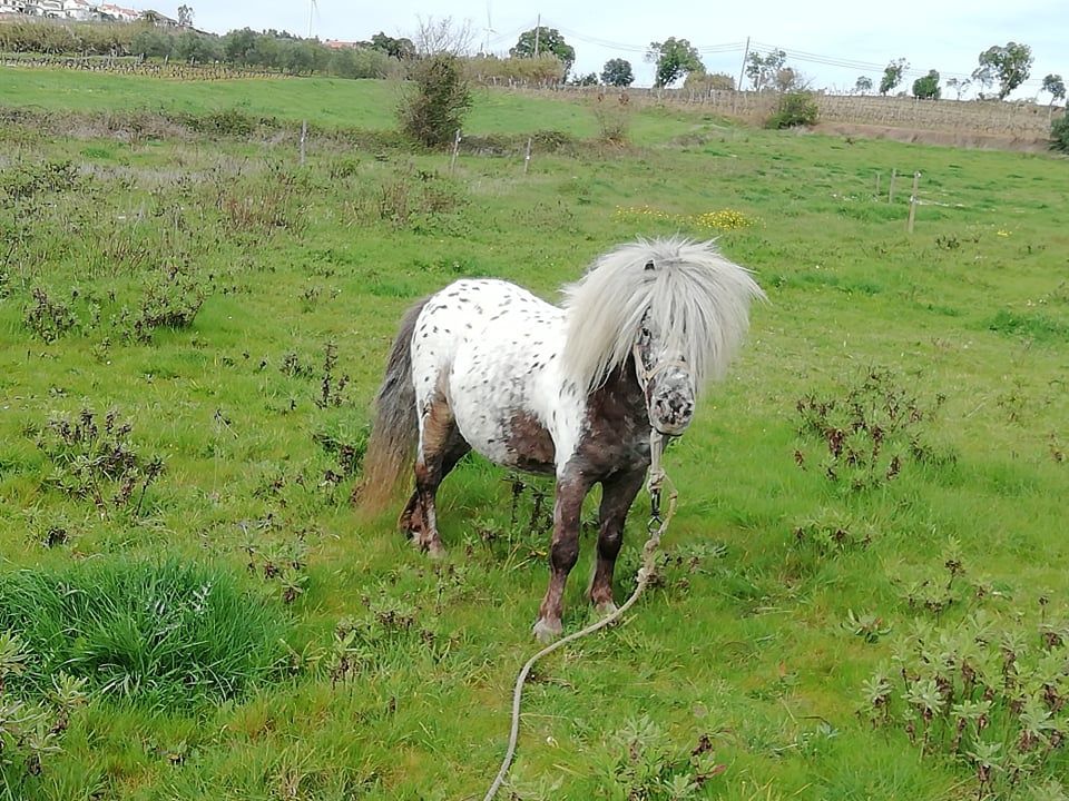 Mini ponei shetland