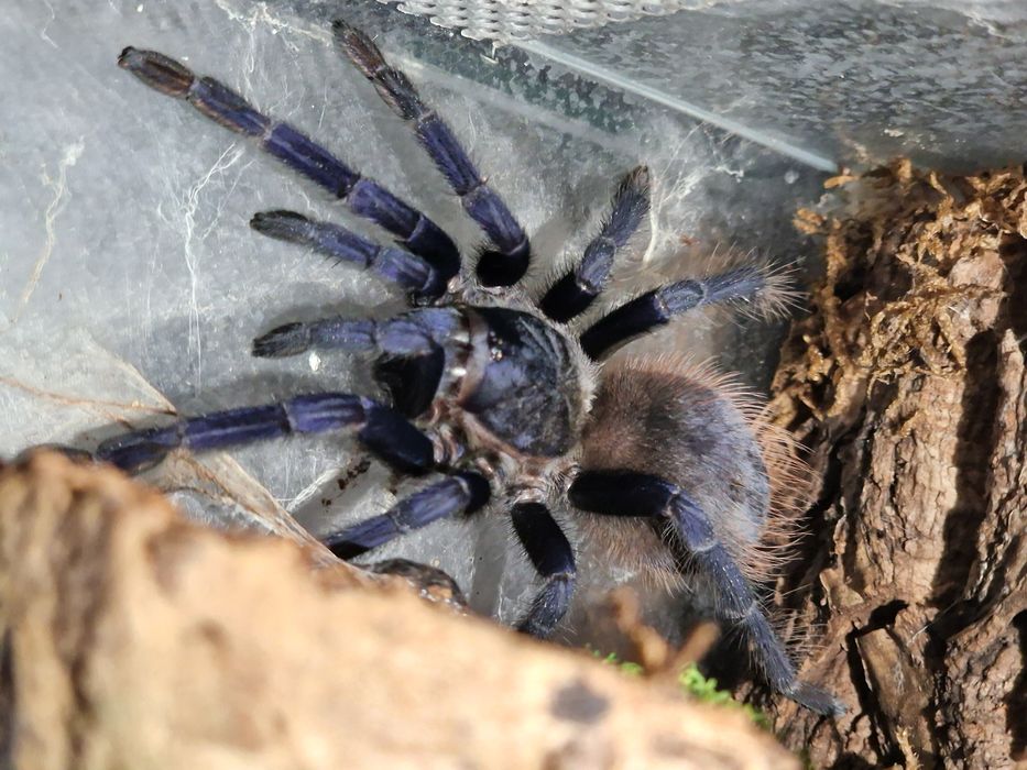 Lasiocyano (ex. Pterinopelma) sazimai samica
https://argiopeterra.pl
L
