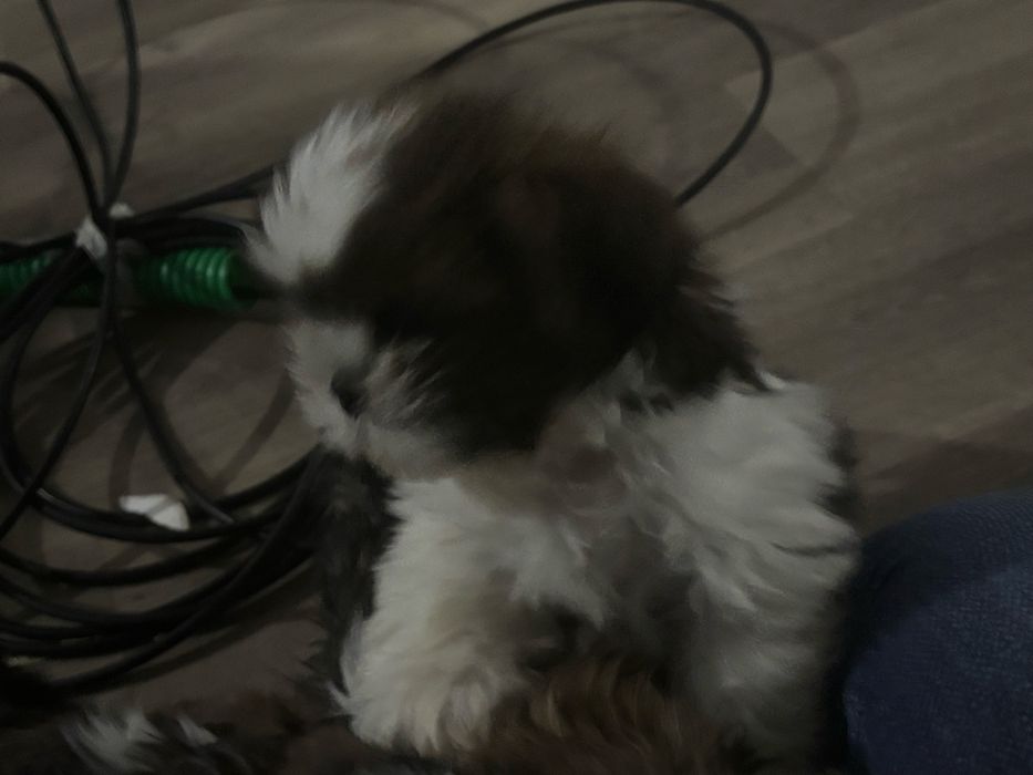Shih tzu menina com pais com lop