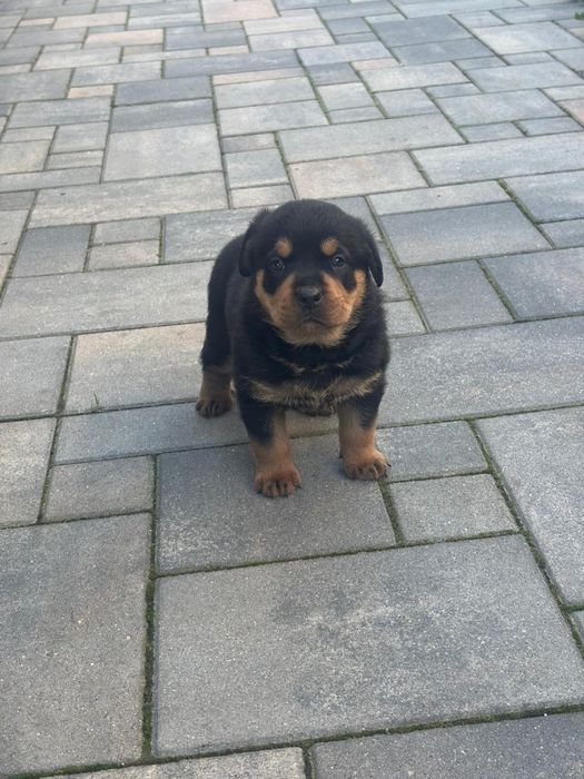 Szczenie rottwailer
