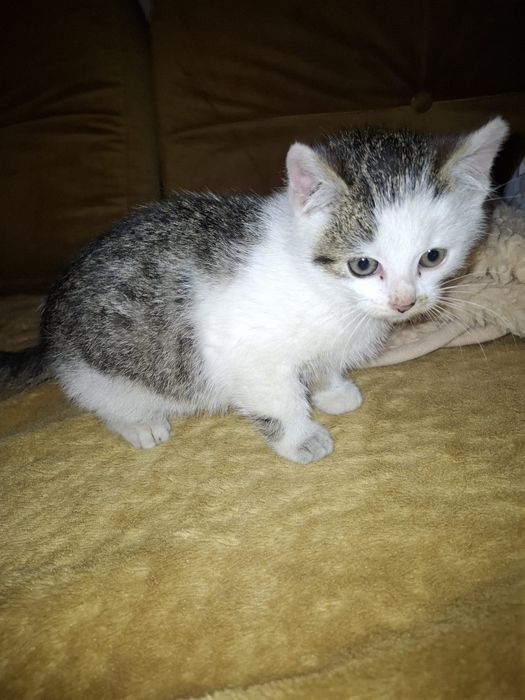 Oddam kotka za darmo