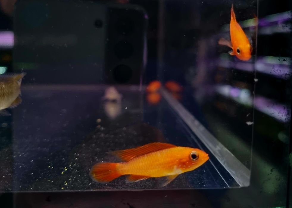 Apistogramma agassizii super fire red (pielęgniczka)