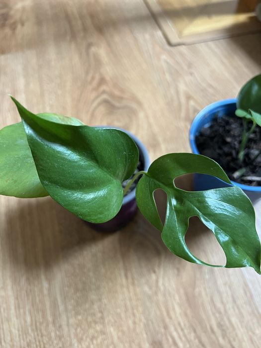 Monstera minima nadwyżka