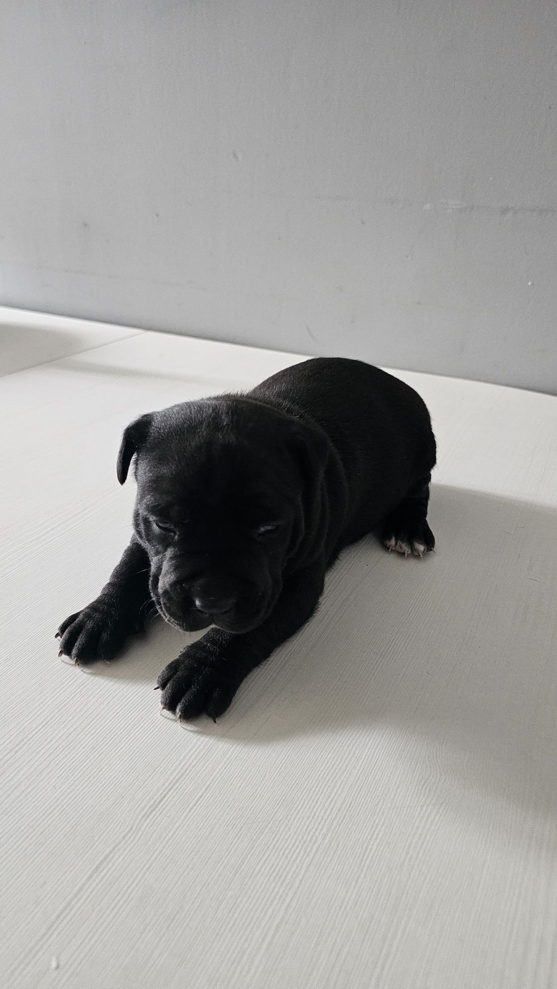 Piesek Pitbull Terrier