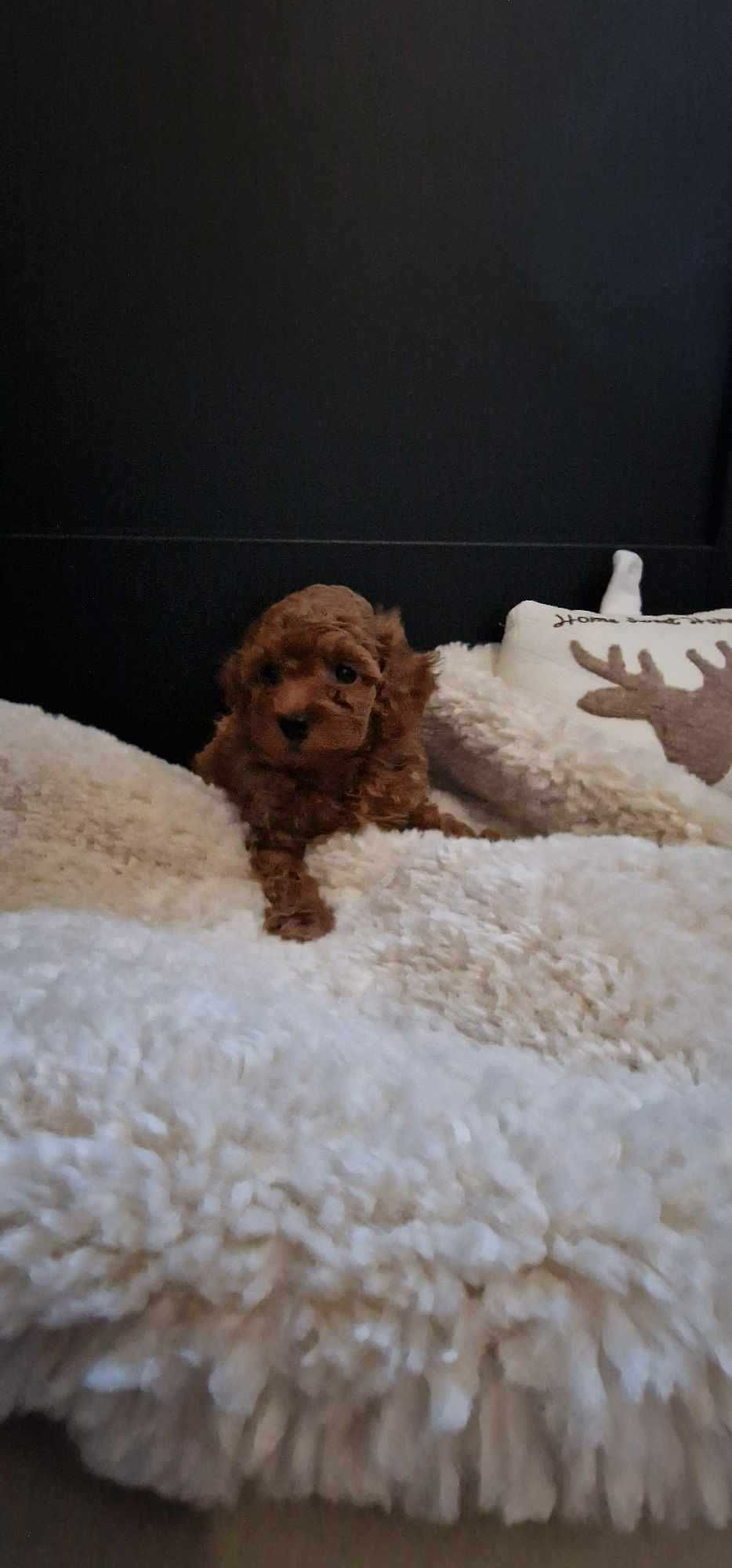 Pudel Toy red brown malutki chłopczyk