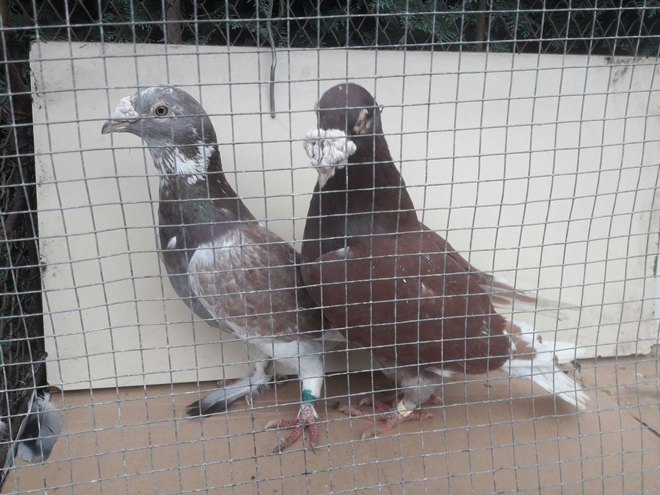 Gołębie staropolskie okazja likwidacja gołębi