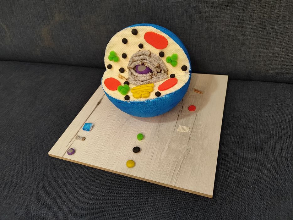 Model komórki zwierzęcej na biologię