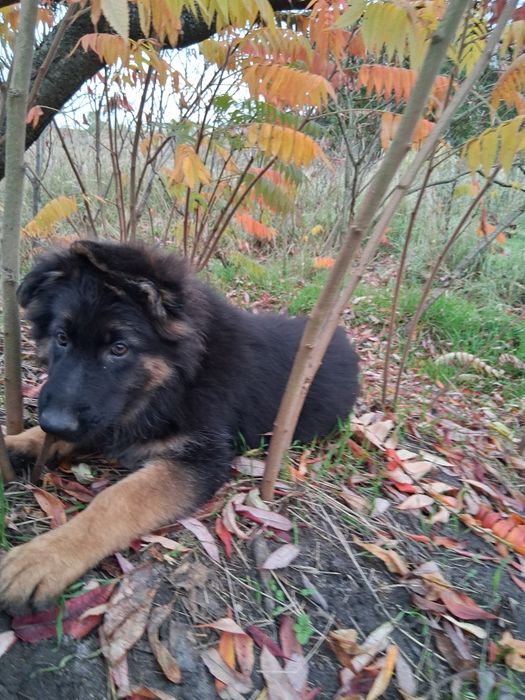 Owczarek niemiecki długowłosy śliczne szczenięta