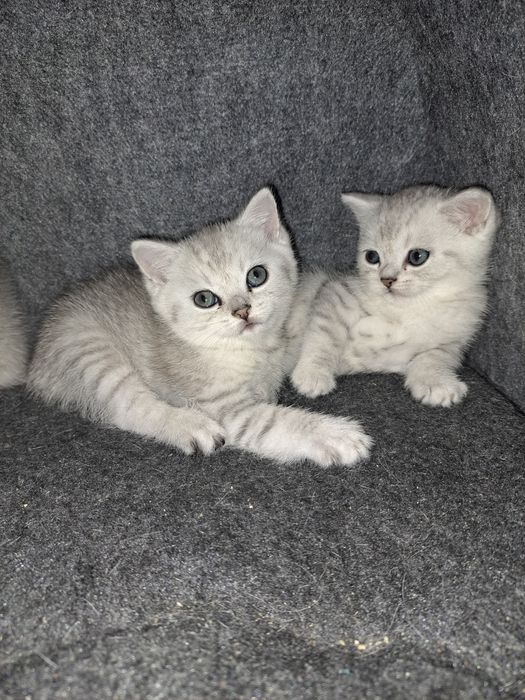 Пропонуємо чистокровних британських кошенят чистої крові є срібна шинш