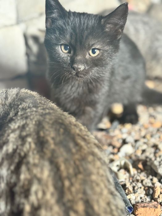 Котята Метис породи Бомбейських та Лі Хуа