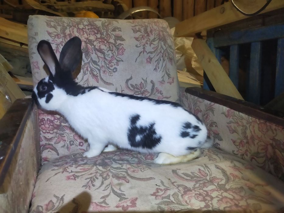 Кроличка породи Німецький строкатий велетень