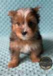 HORUS Piesek York Merle Yorkshire Terrier