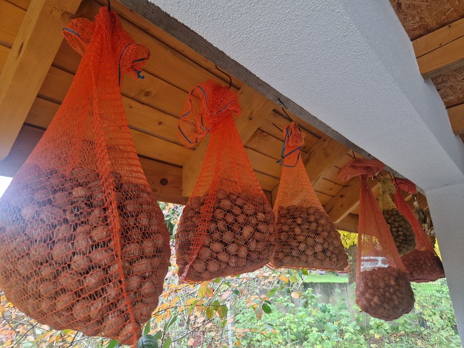 Orzechy włoskie tegoroczne