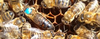 ALPEJKA Matki pszczele krainka unasiennione odkłady wysyłka 2024 r