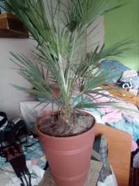 PALMA kwiat palma  tanio 110zl