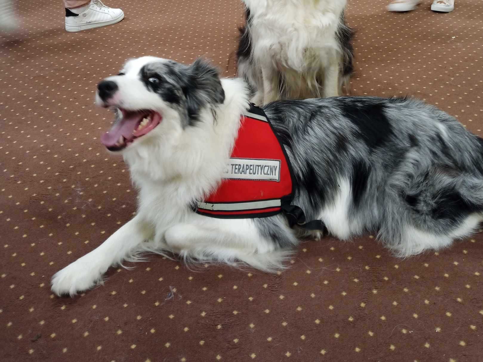 Border Collie FCI suczka nr 2 od lekarza weterynarii