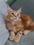 Maine Coon kocurek