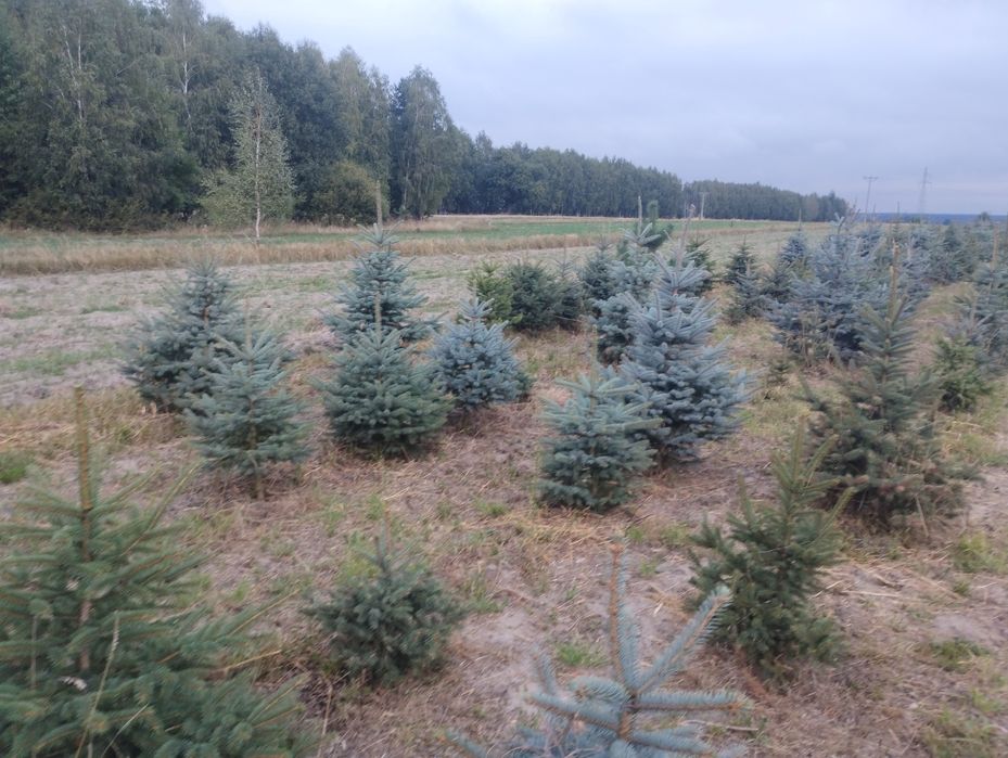 Choinki świerk srebrny w donicy