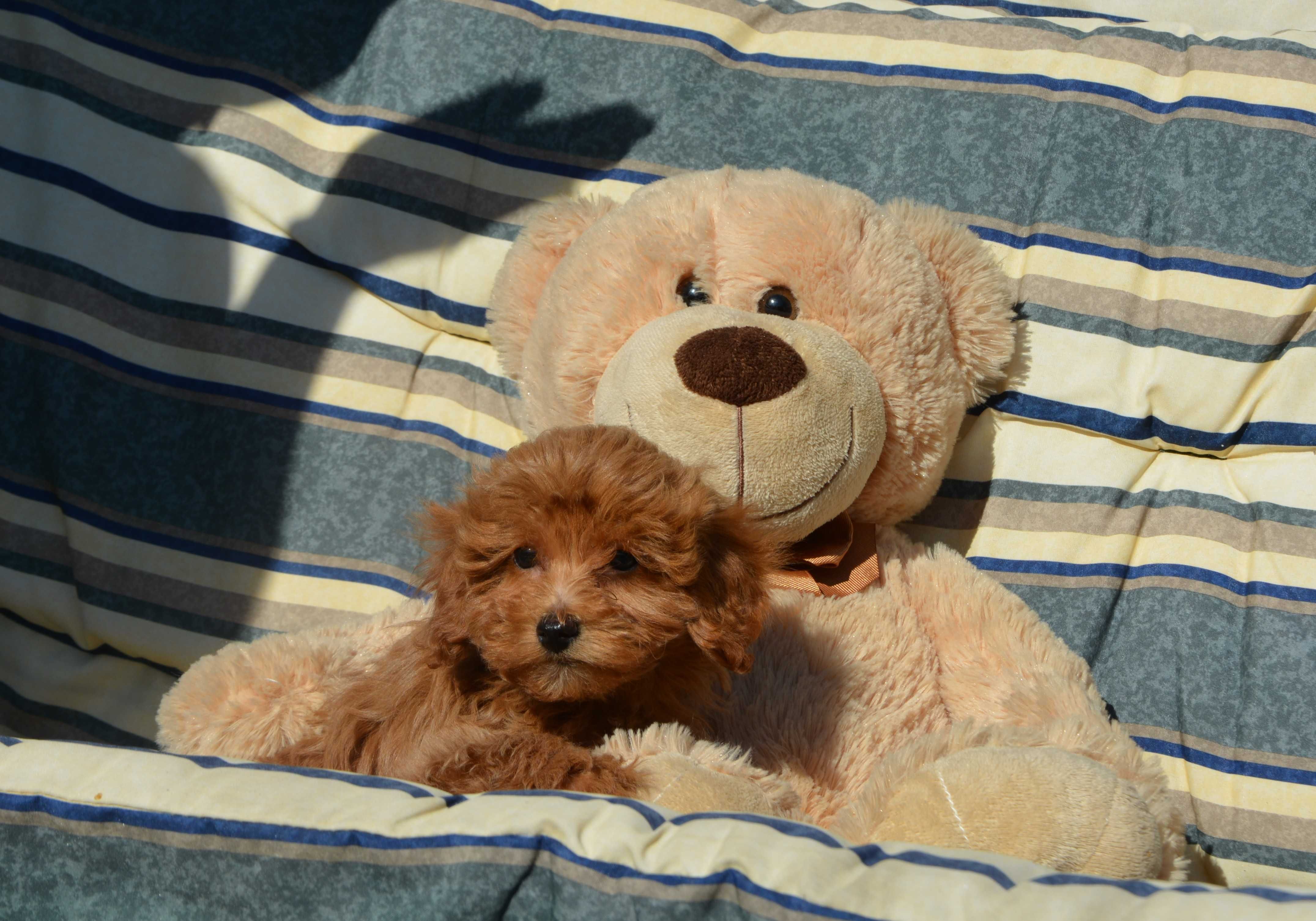 Piesek Maltipoo F1B Hodowla Centopia Warszawa