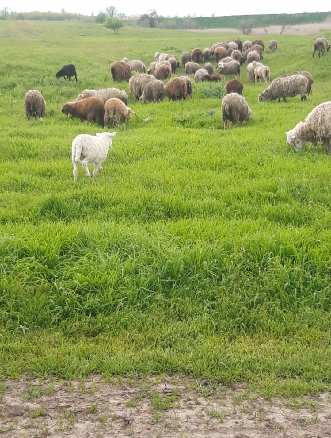 Продам овец баранов молодняк