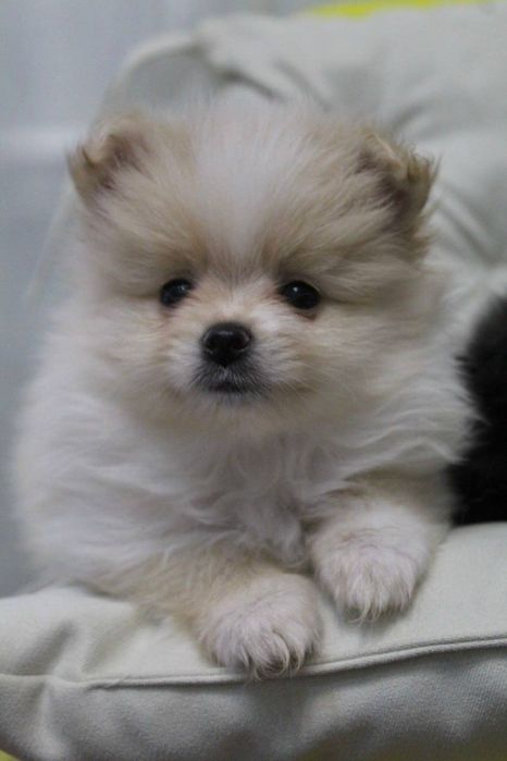 Милые мини шпицули