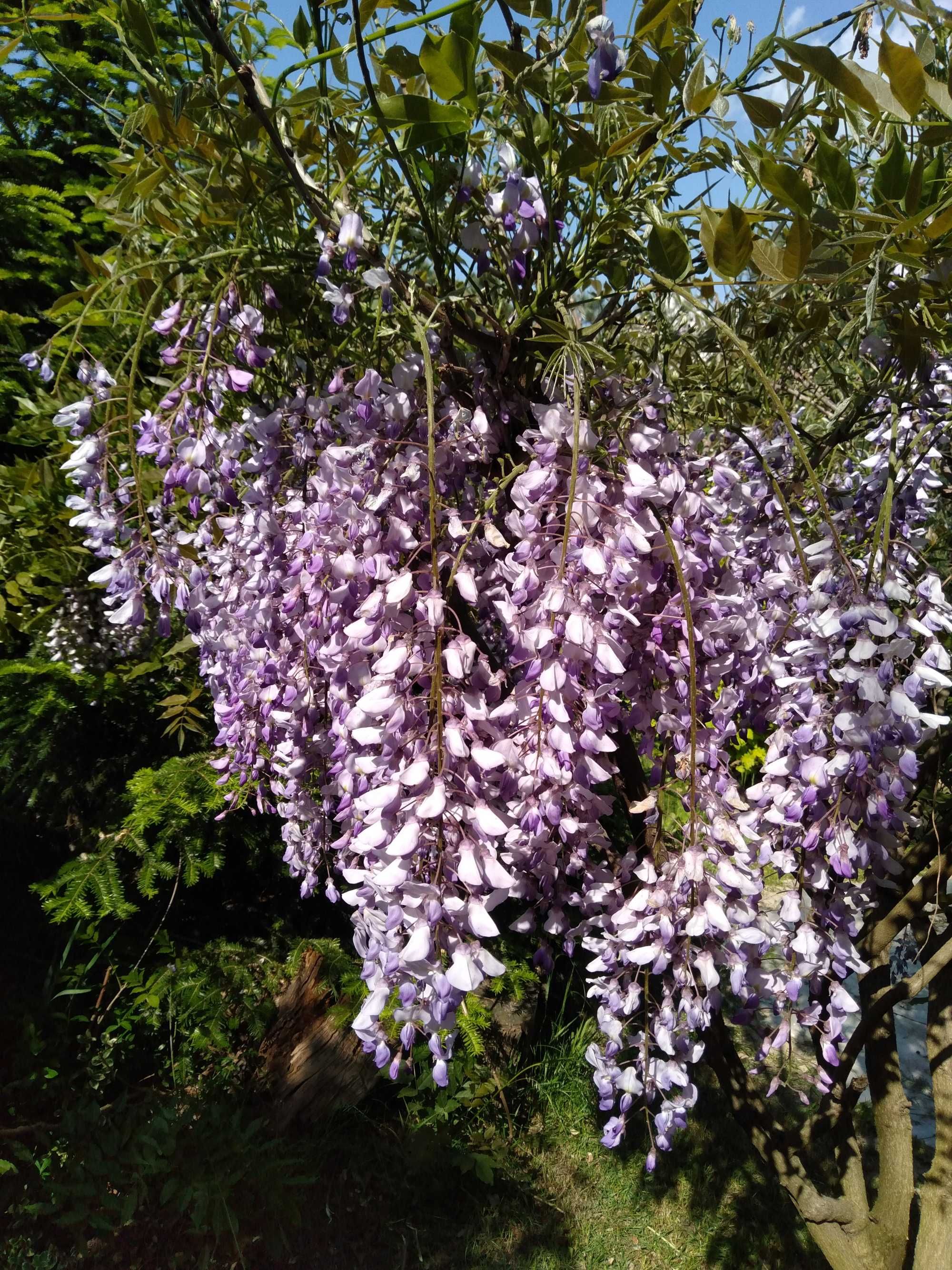 Wisteria Glicynia  fiol pierwsze kwiaty duża sadzonka