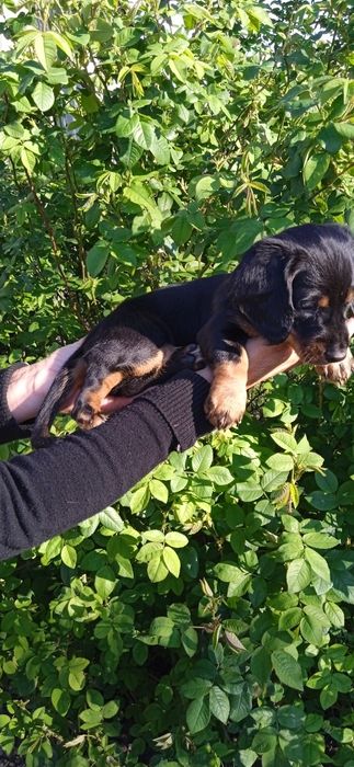 Полудовгошерстний хлопчик таксик