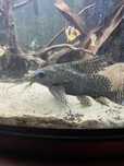 Synodontis adulto