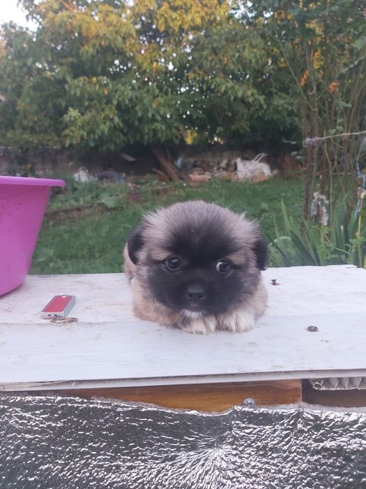 Продам хорошого пекінеса