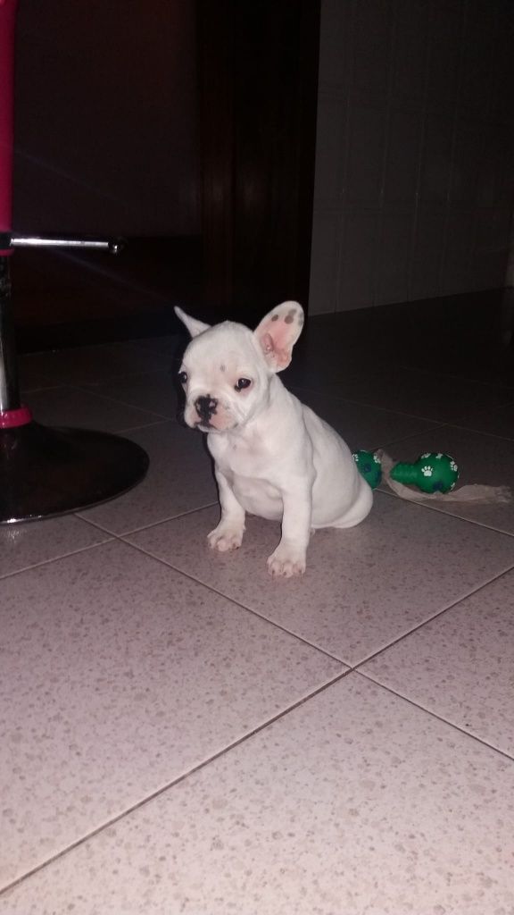 Bulldog francês disponível