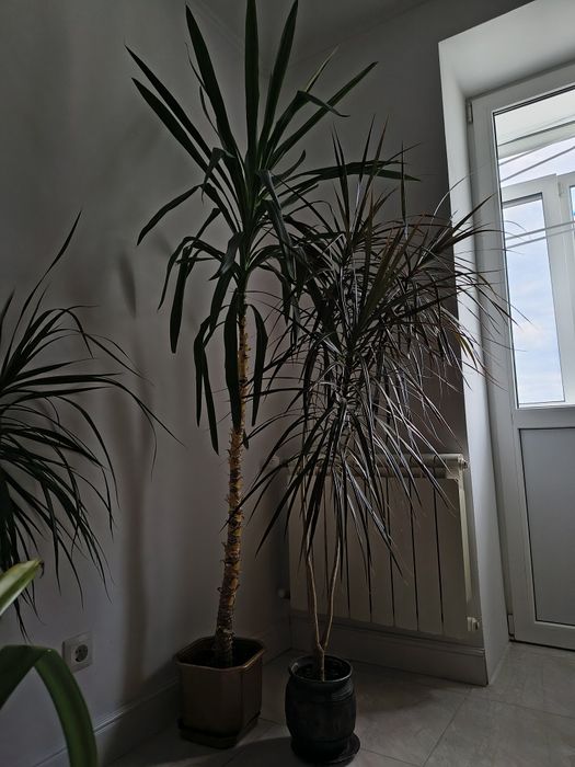 Вазонок юка 2м, пальма 1.7м