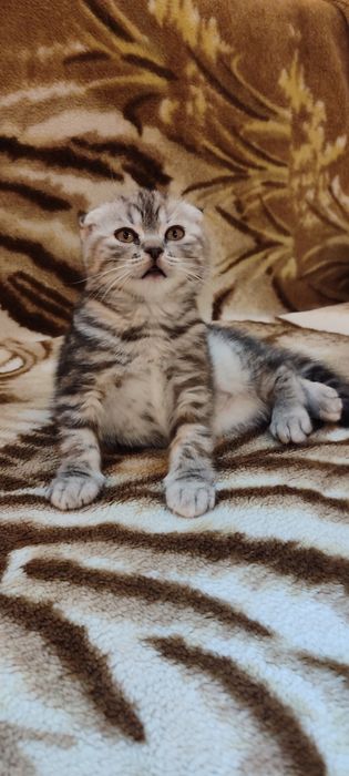 Котята скоттиш фолд
