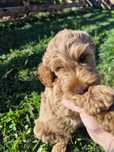 Cockapoo F1 Śliczny chłopak-BADANIA