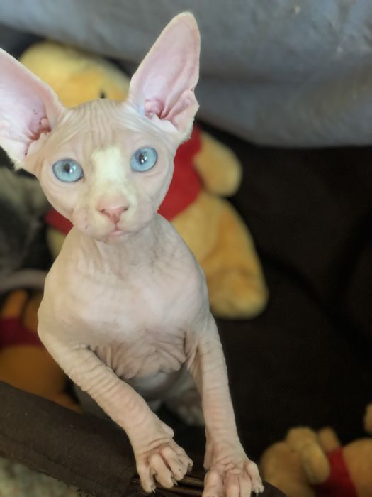 Красивейшая  малышка сфинкс