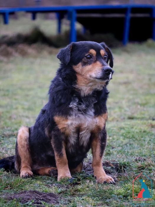 Żabcio 568/24 - SZUKA DOMU!