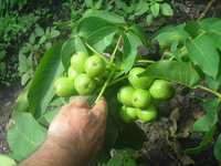 Саджанці карликового горіха саженцы ореха Ідеал 2х - 3х - 4х річні