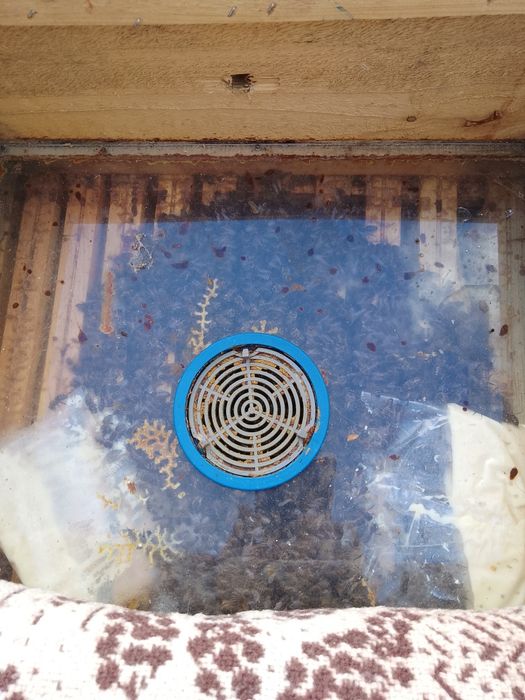 Pszczoły rodziny pszczele