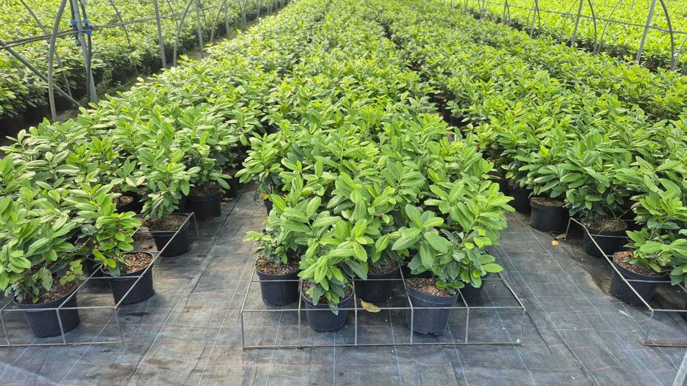 JESIENNA PROMOCJA Laurowiśnia Novita 60-80 cm w donicy 5 litrowej