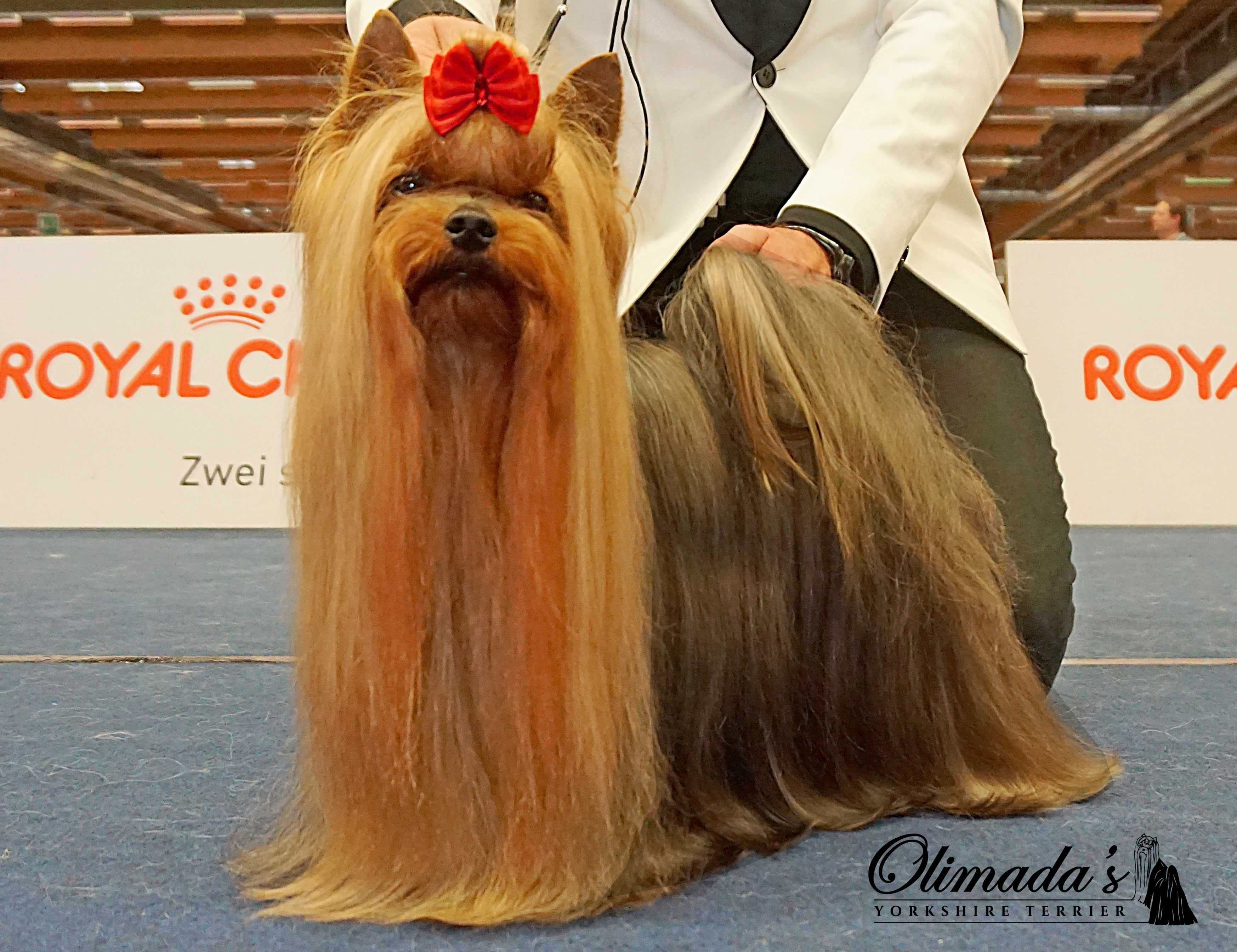 Yorkshire terrier (York) - PRAWDZIWY RODOWÓD  ZKwP (FCI)