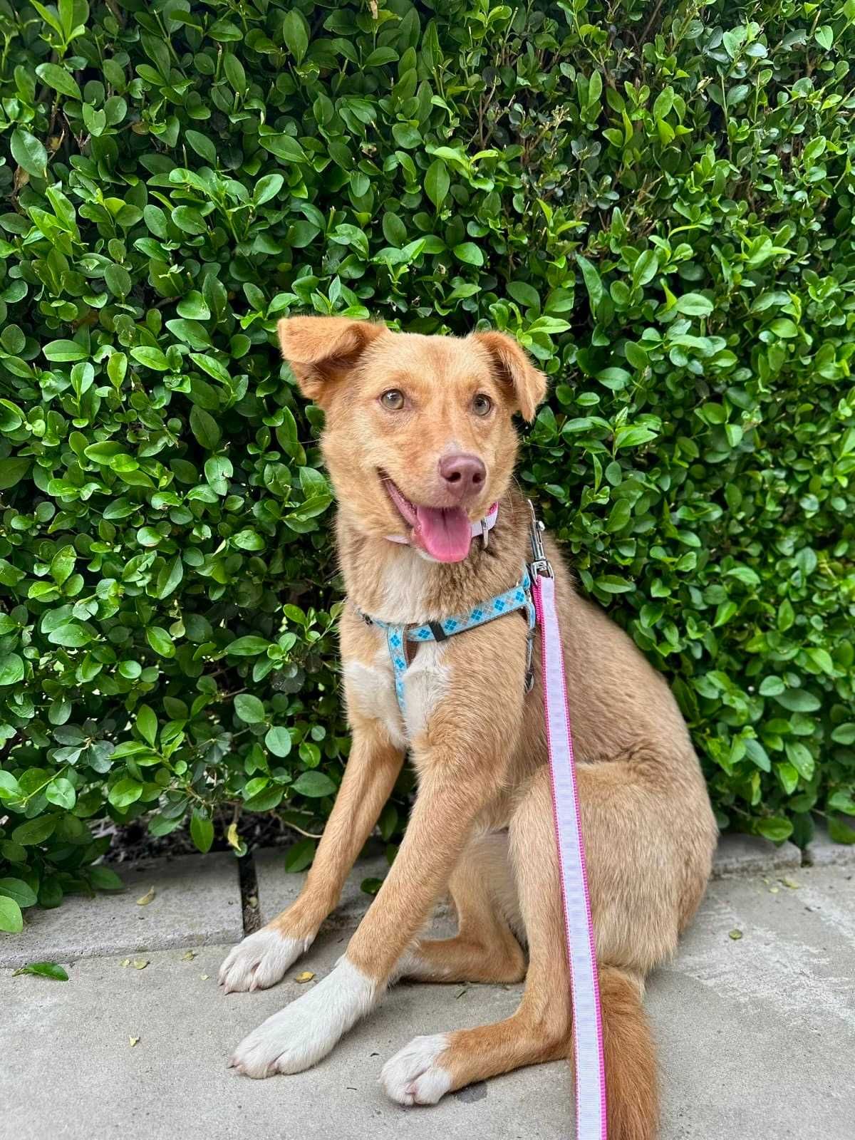 FOXY mała sunia 9 kg może mieszkać  z KOTAMI. Uratowana w Bułgarii