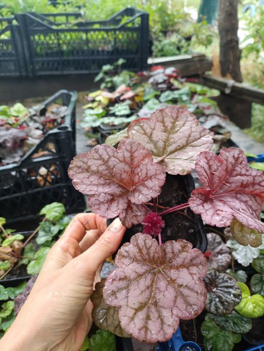 Гейхера. Саджанці. Декоративні рослини. Для тіні