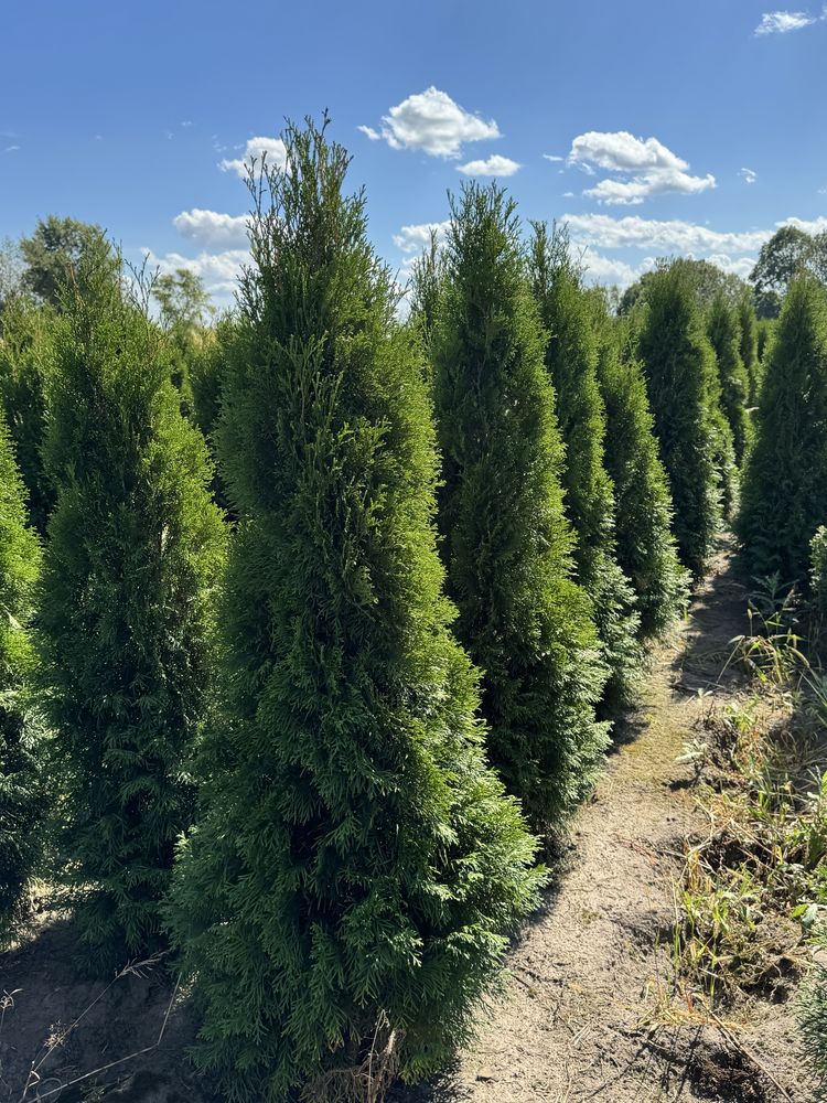 Gęsta Tuja Szmaragd 160-170cm Dostawa Sadzenie Producent