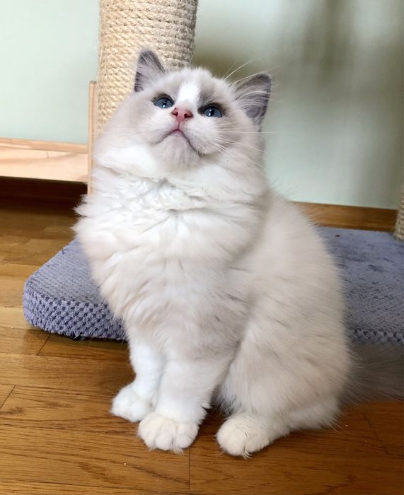 Elvis Fluffywood*PL Ragdoll legalna hodowla