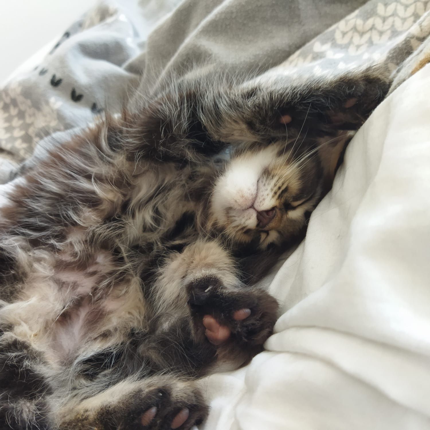 Kocurek rasy Maine Coon z Munecabrava.Pl  FPL