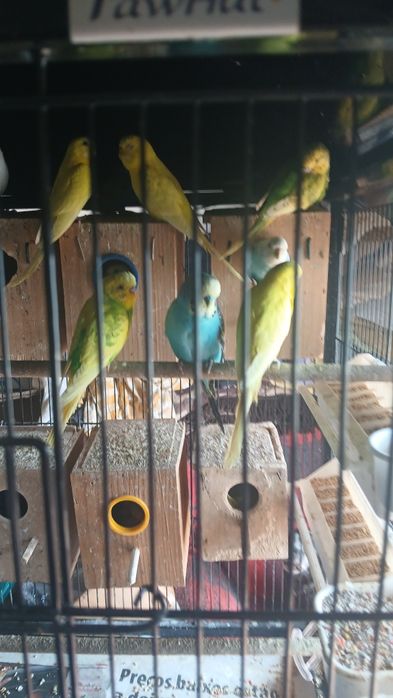 Troco 1 casal de canários por um casal de periquitos