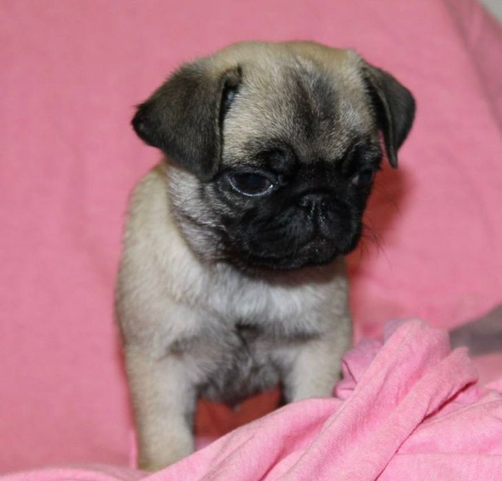 Лапушки милашки мопсяшки