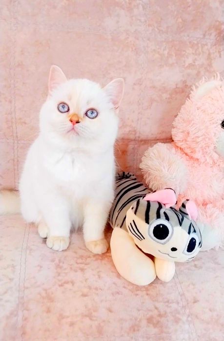 Дівчинка квіточка, неймовірно лагідна і ніжна