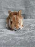 Hipoalergiczny mini rex czerwony (rudy) srokacz